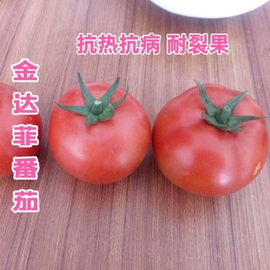 广州西红柿种子 露地抗病石头番茄种子金达菲番茄 较耐热 较耐裂果