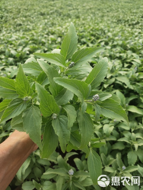 草花鼠尾草批发 蓝花鼠尾草供应 绿化租摆蓝花鼠尾草杯苗