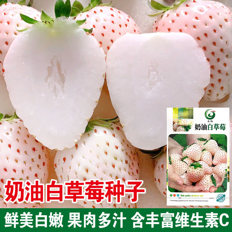 邵东市 奶油白草莓种子四季草莓种籽大田高产高甜草莓水果种孑水果皇后