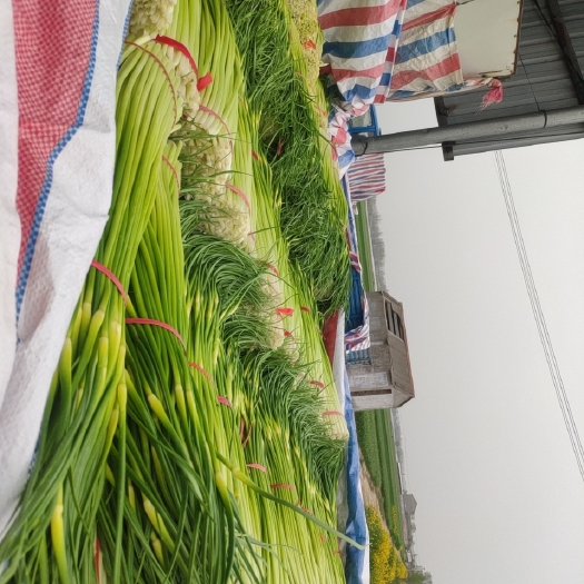 丰县 精品白帽蒜薹有意者联系