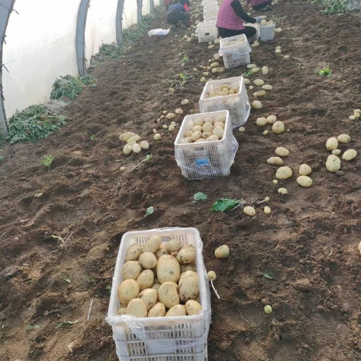 枣庄荷兰土豆 大棚土豆，黄皮黄心，品种众多，欢迎前来购买。