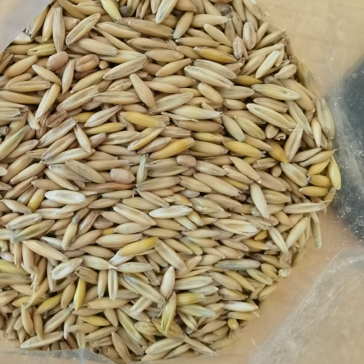 额尔古纳皮燕麦 燕麦