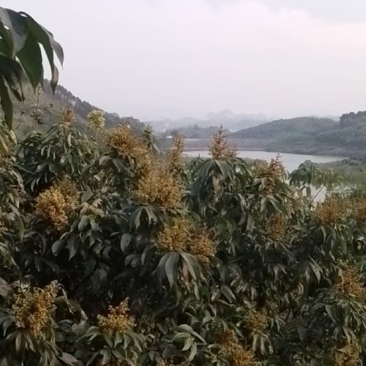 灵山县荔枝 准备又是丰收年，一件代发