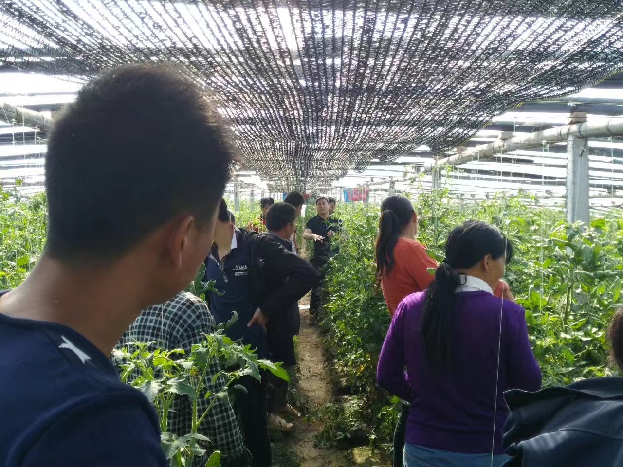 粉果番茄种子 粉都春宝：果形漂亮，高硬度颜色和亮度都好大