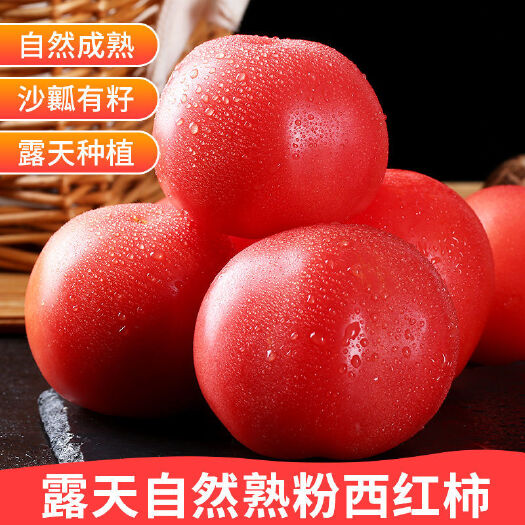 东海县 西红柿自然成熟新鲜沙瓤批发