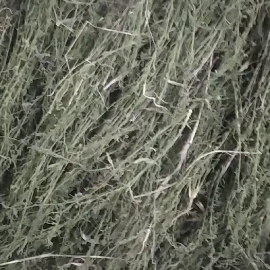 光山县百蕊草 麦黄草 干货批发零售