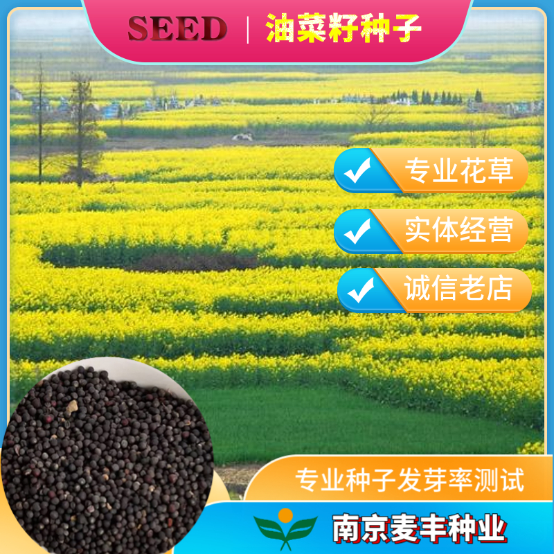 南京紫油菜種子 可榨油可食用油菜籽 道路景觀花海觀賞油菜花種子