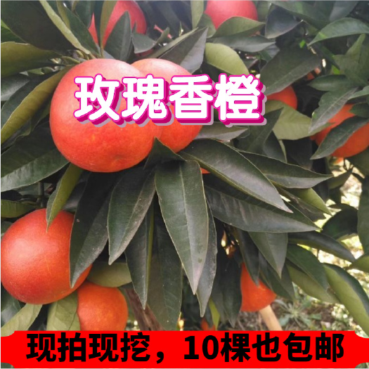 桂林【放心购】万州玫瑰血橙苗 甘宁玫瑰香橙苗 塔罗科血橙苗
