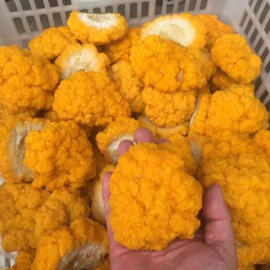 安顺金耳 金耳菌棒 菌种 基地直销
