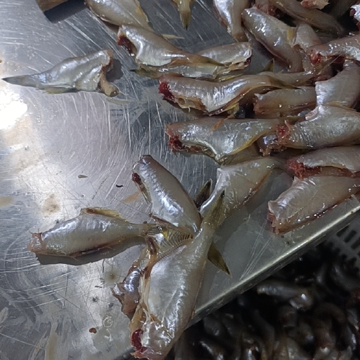 合浦县 扒皮鱼   马友鱼