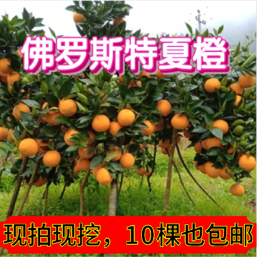 桂林【放心购】佛罗斯特夏橙苗 早熟夏橙苗 兴坪夏橙苗 夏橙树苗