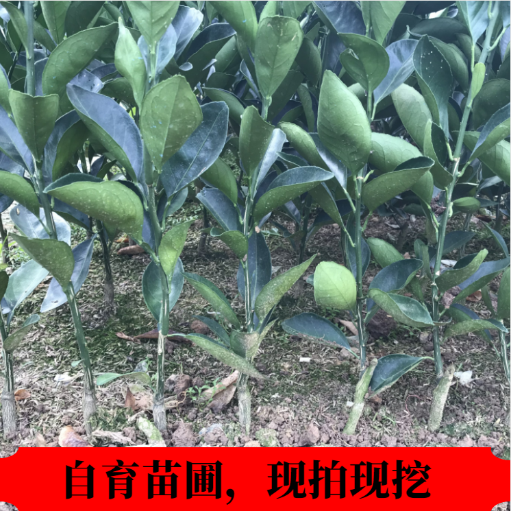 【放心购】蜜香橙苗 高产甜橙苗 橙子苗 埃及糖橙苗 蜜橙苗