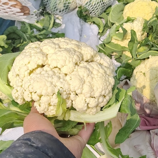 郯城县花菜