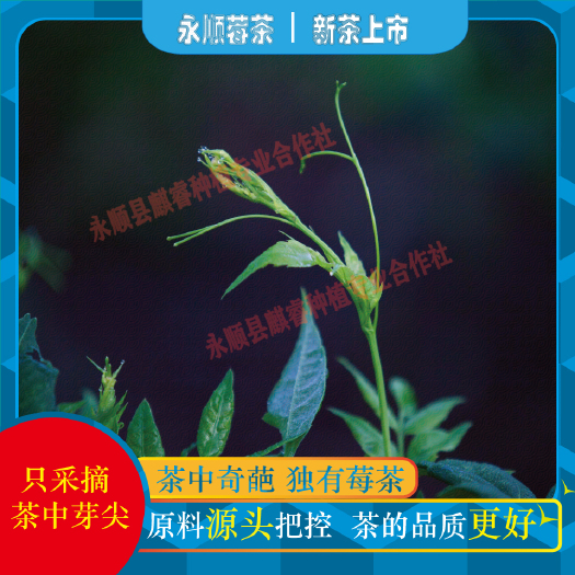 永順莓茶