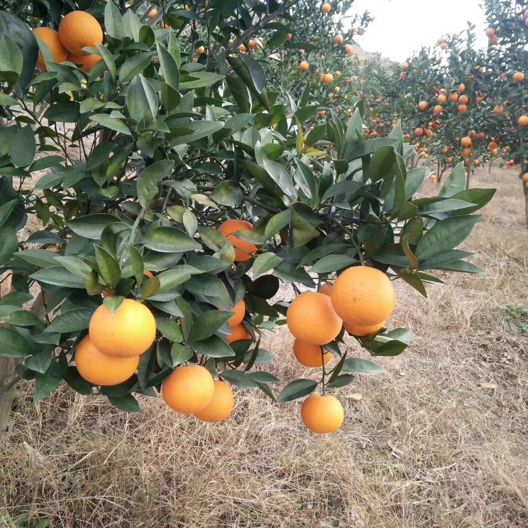 【放心购】蜜香橙苗 高产甜橙苗 橙子苗 埃及糖橙苗 蜜橙苗