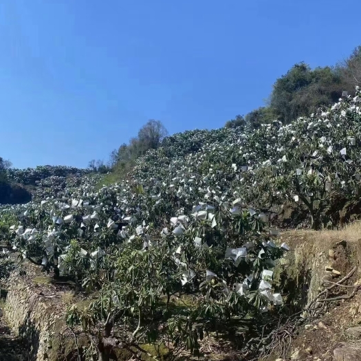 莆田枇杷 产地直销，批零兼营