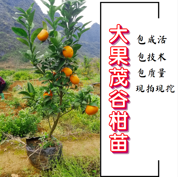 【放心購】大果茂谷柑苗 高產(chǎn)茂谷柑杯苗 包教會 包技術(shù)