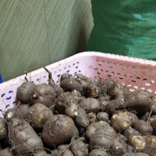 乐业县 三叶青鲜果，我处鲜果特点是皮薄、果皮金黄色色、肉质白、果圆。
