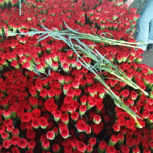 康乃馨切花   云南鲜花批发昆明鲜花斗南基地优质鲜切花康乃馨