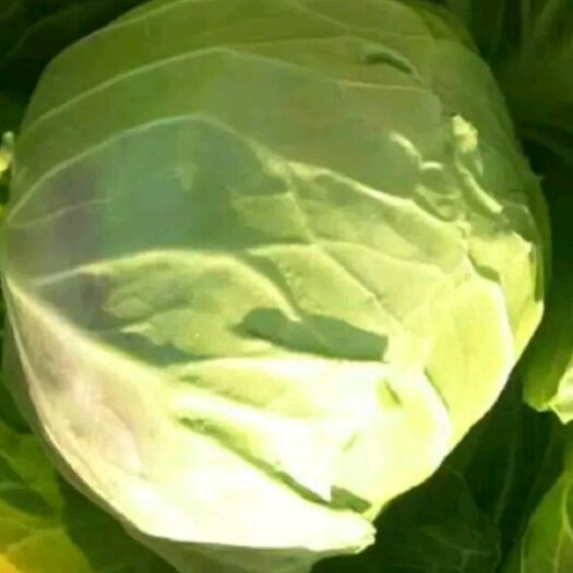 郯城县包菜 甘蓝