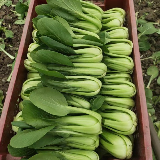 上海上海青 新鲜蔬菜，产地直销