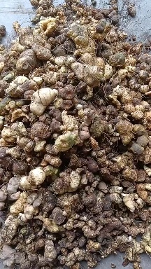 天峨县的黄精，5斤起批清选货8块，5斤起统货7.5