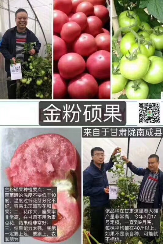 粉果番茄种子  金粉硕果番茄种自封顶省工省力抗线虫粉沙瓤小时