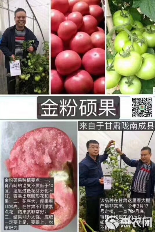 粉果番茄种子  金粉硕果番茄种自封顶省工省力抗线虫粉沙瓤小时