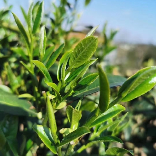 兴仁市抹茶粉 绿茶粉 2022-03-01 - 2022-04-30 24个月以上
