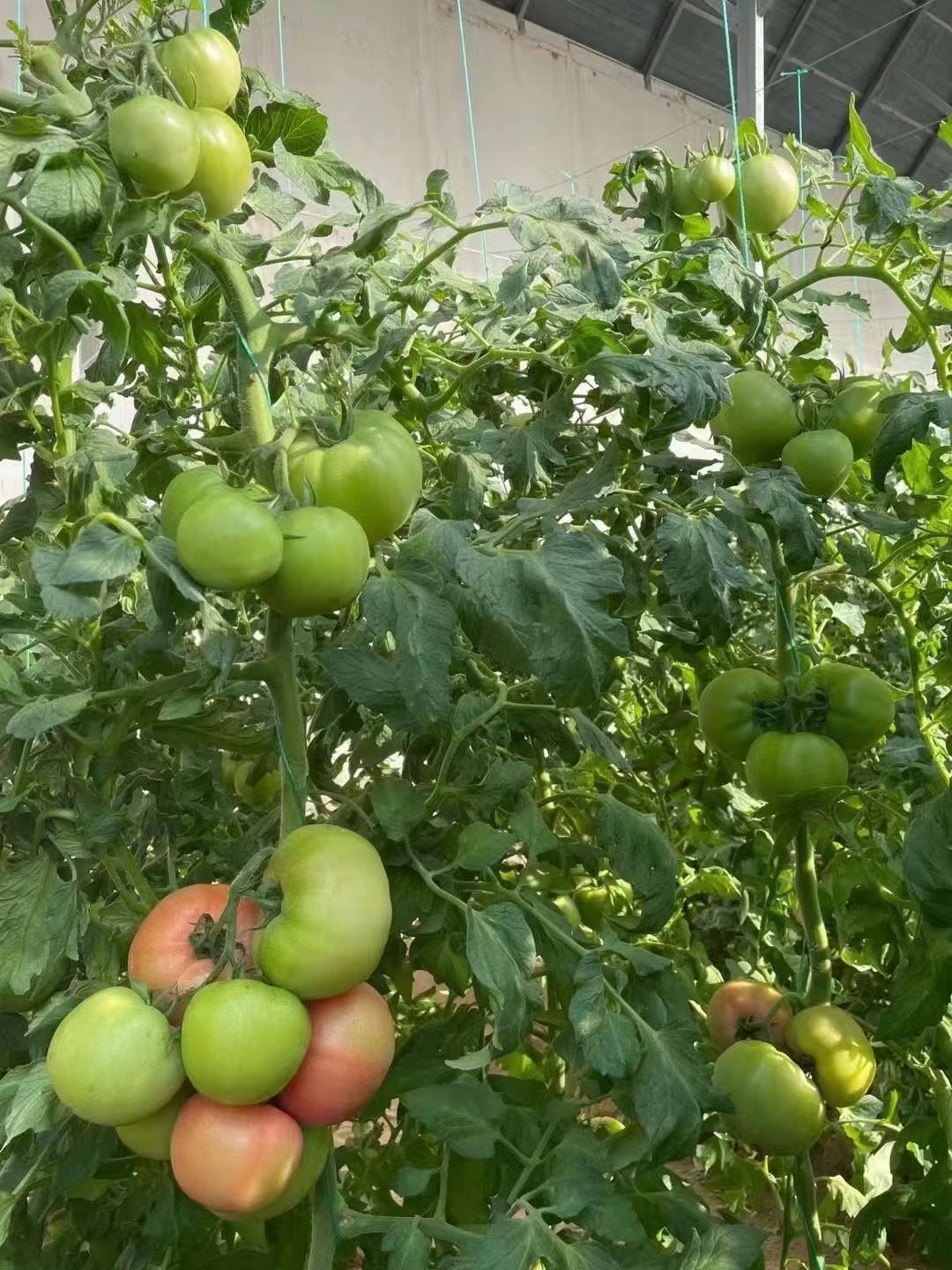 粉果番茄种子 粉都春宝：果形漂亮，高硬度颜色和亮度都好大