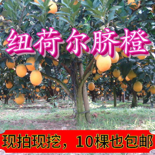 桂林【放心购】早熟纽荷尔脐橙苗 赣南脐橙苗 橙子苗 长虹脐橙苗