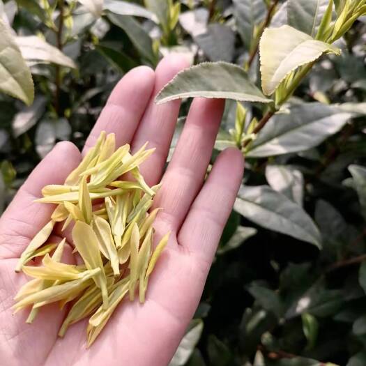 安吉白茶 2025年明前安吉白茶 安吉高山白茶