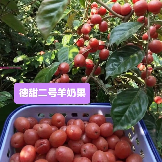 灵山县羊奶果苗德甜二号纯甜大果子耐寒品种易管理种植营养杯苗