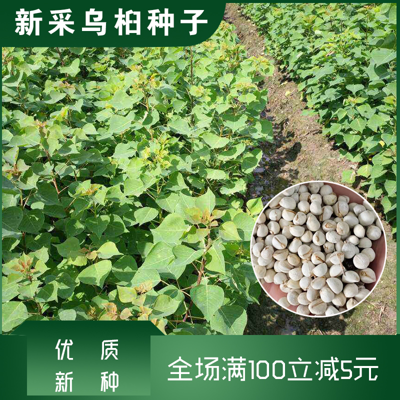 沭阳县 乌桕种子包邮提供种植技术腊子树种子