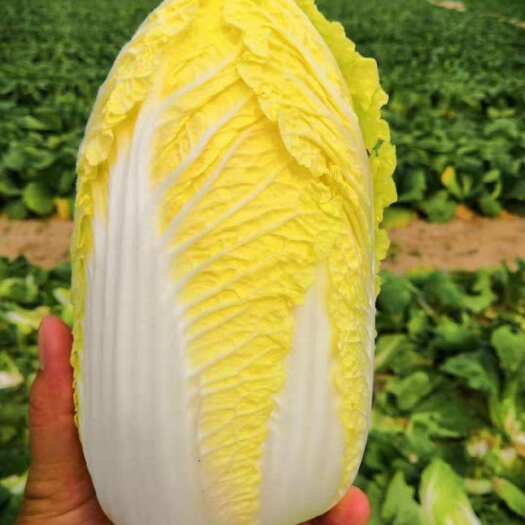 芜湖 大娃娃菜