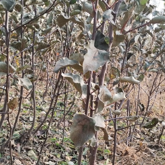 梨树县红玫瑰苹果树苗 吉林省四平市梨树县姐妹苗木春季果树苗1—5年