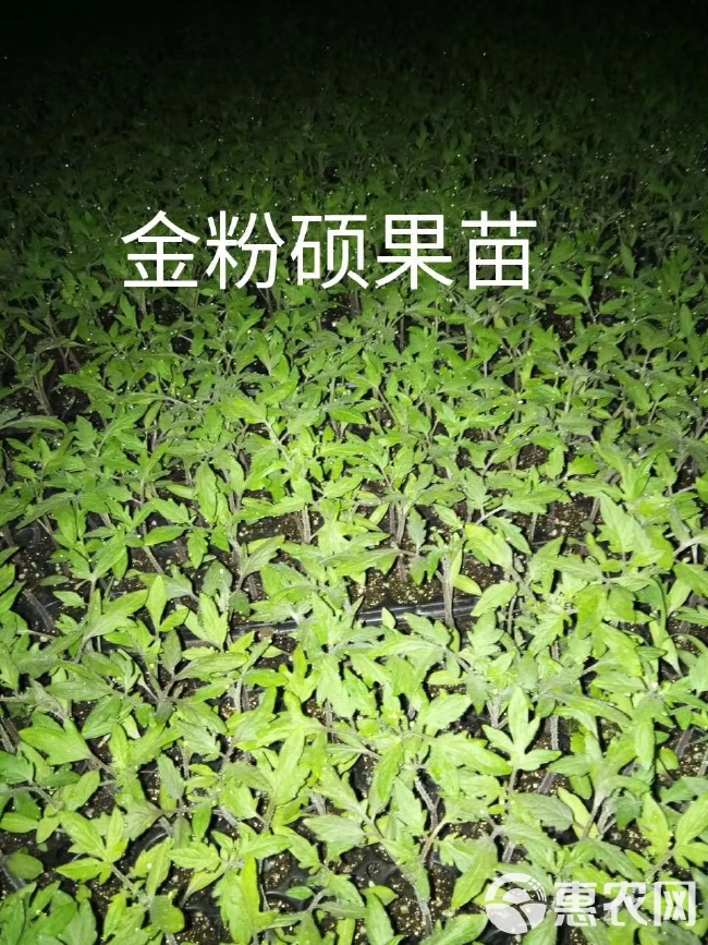 粉果番茄种子  金粉硕果番茄种自封顶省工省力抗线虫粉沙瓤小时