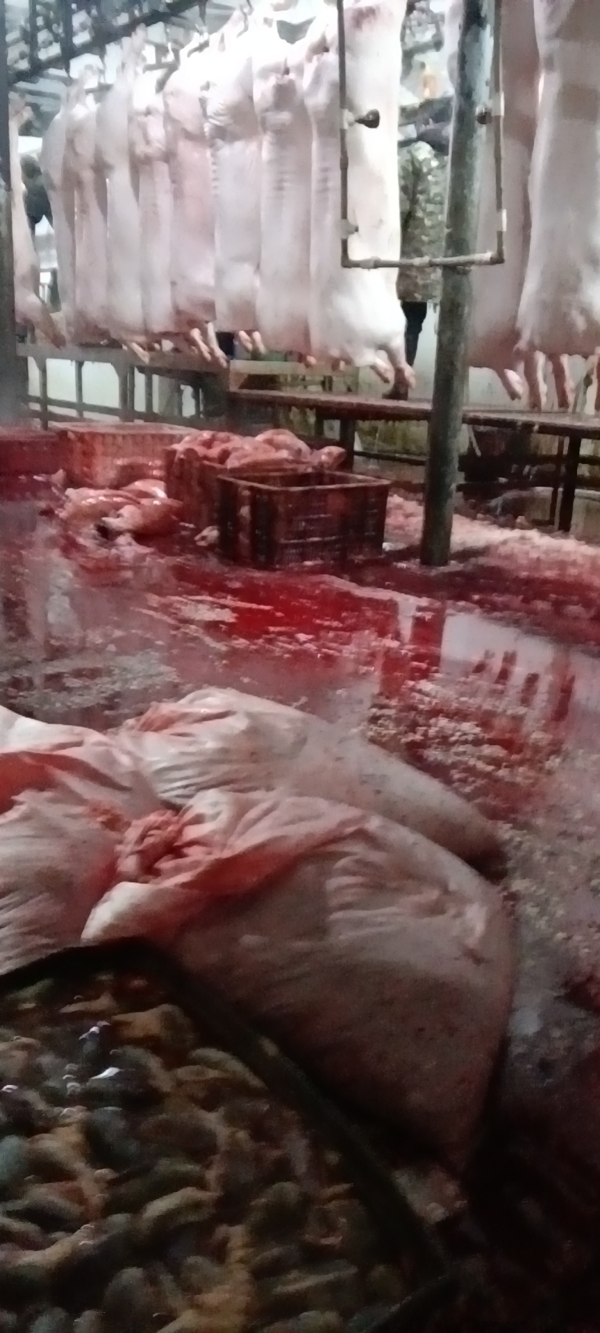  批发零售全套猪副产品小肠，粉肠，大肠，头，蹄，尾，心肝肚腰