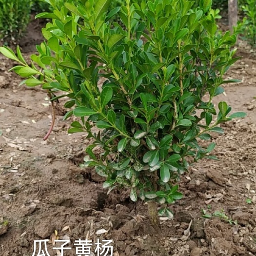 定州市供应，小叶黄杨，30公分---45公分，冠幅15---20