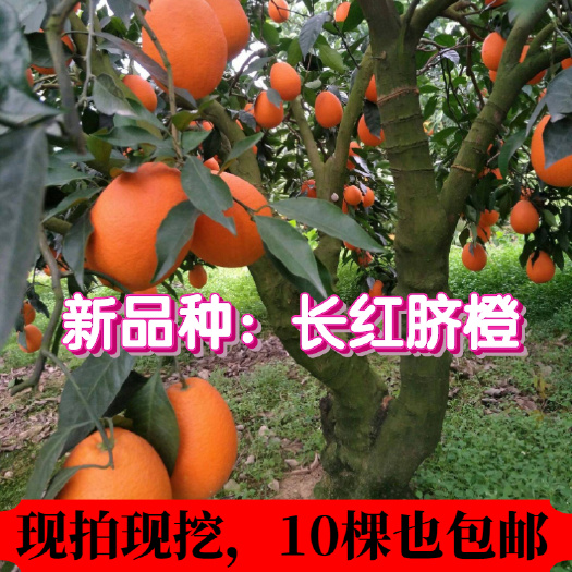桂林【放心购】新品种长虹脐橙苗 秭归长红脐橙苗 脐橙苗