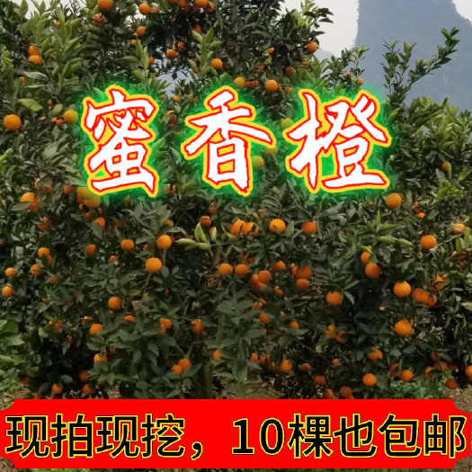 桂林【放心购】蜜香橙苗 高产甜橙苗 橙子苗 埃及糖橙苗 蜜橙苗