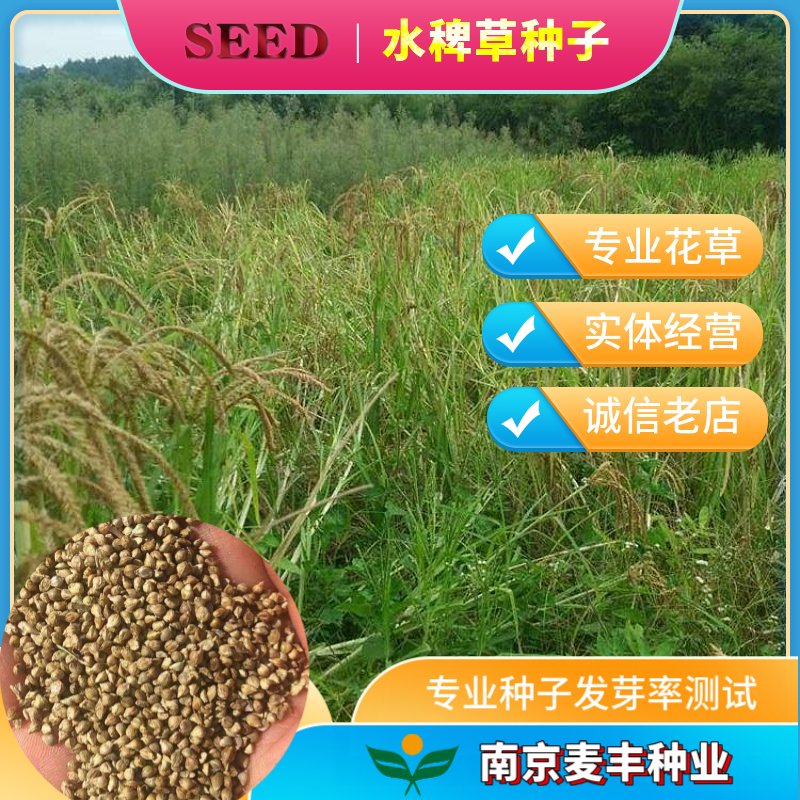 南京稗子種子 水稗草種子水草種子 水產魚蝦蟹可食用牧草 發全國