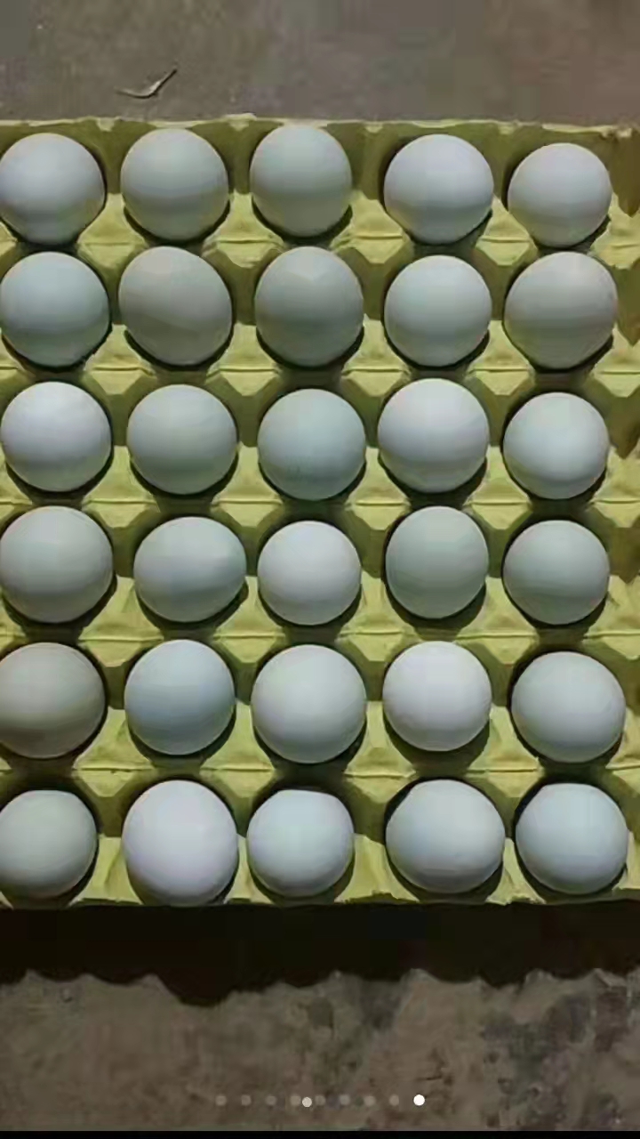 原阳县 绿壳乌鸡蛋，五黑鸡，绿壳蛋，纯粮果蔬喂养
