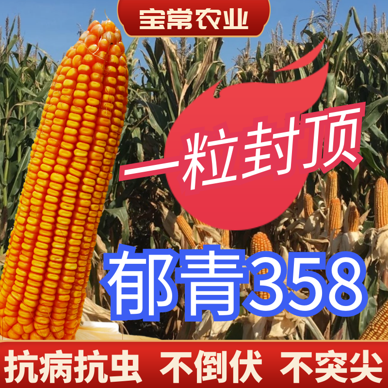 郁青358玉米种子 九圣禾郁青358大田作物抗旱抗灾高产稳产原黄玉米粮食高产批发