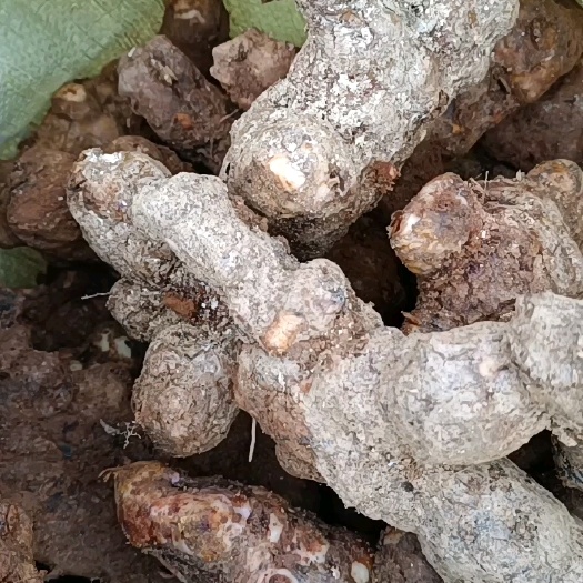 昭平县白肉土茯苓粉质鲜货干货中药材批发