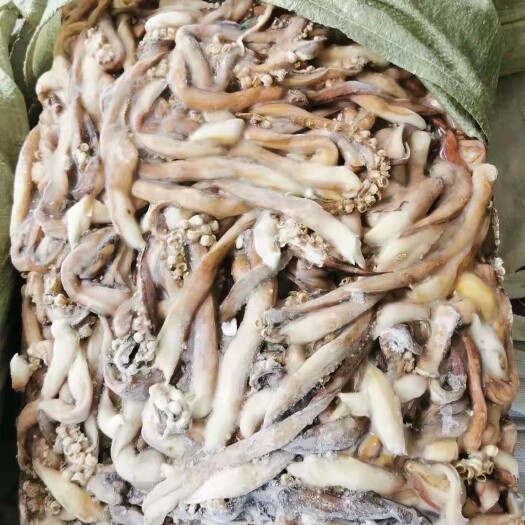 舟山鱿鱼 船冻鱿鱼 秘鲁鱿鱼 鱿鱼长须 2-4原料加工长须