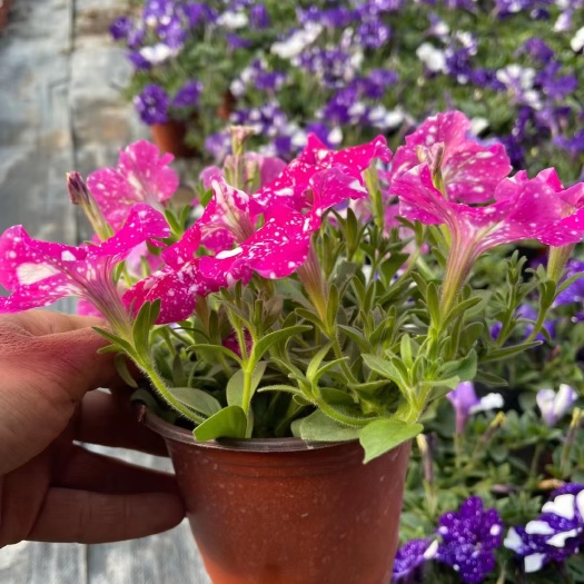 青州市 牵牛花