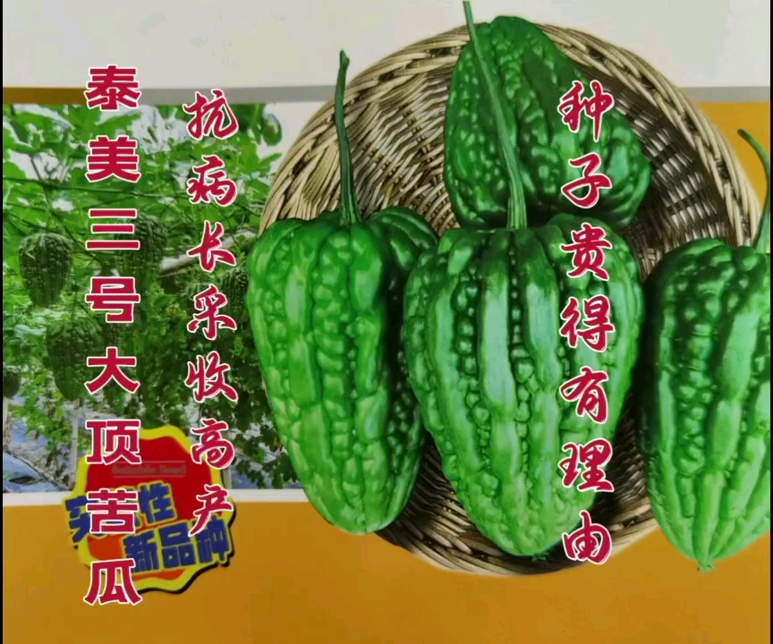 广州较抗热抗病 泰美三号大顶苦瓜种子 较耐裂果 产量较高