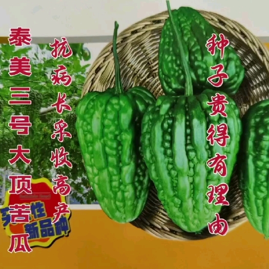 广州较抗热抗病 泰美三号大顶苦瓜种子 较耐裂果 产量较高