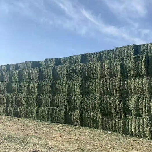 玉门市苜蓿草饲料 甘肃西域胜陇源草业紫花苜蓿草颜色绿质量好苜蓿草价